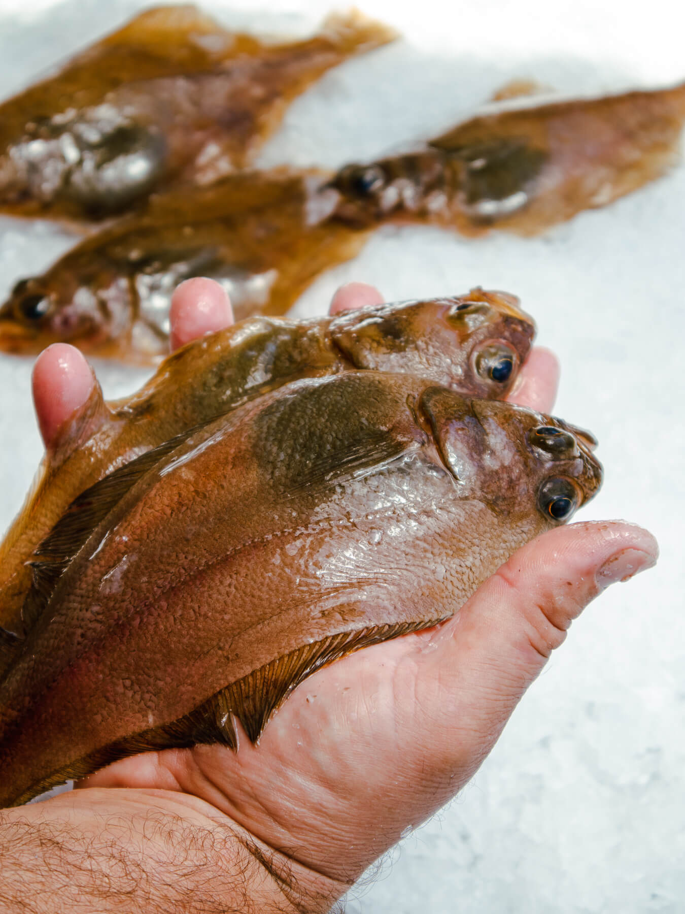 sand dabs