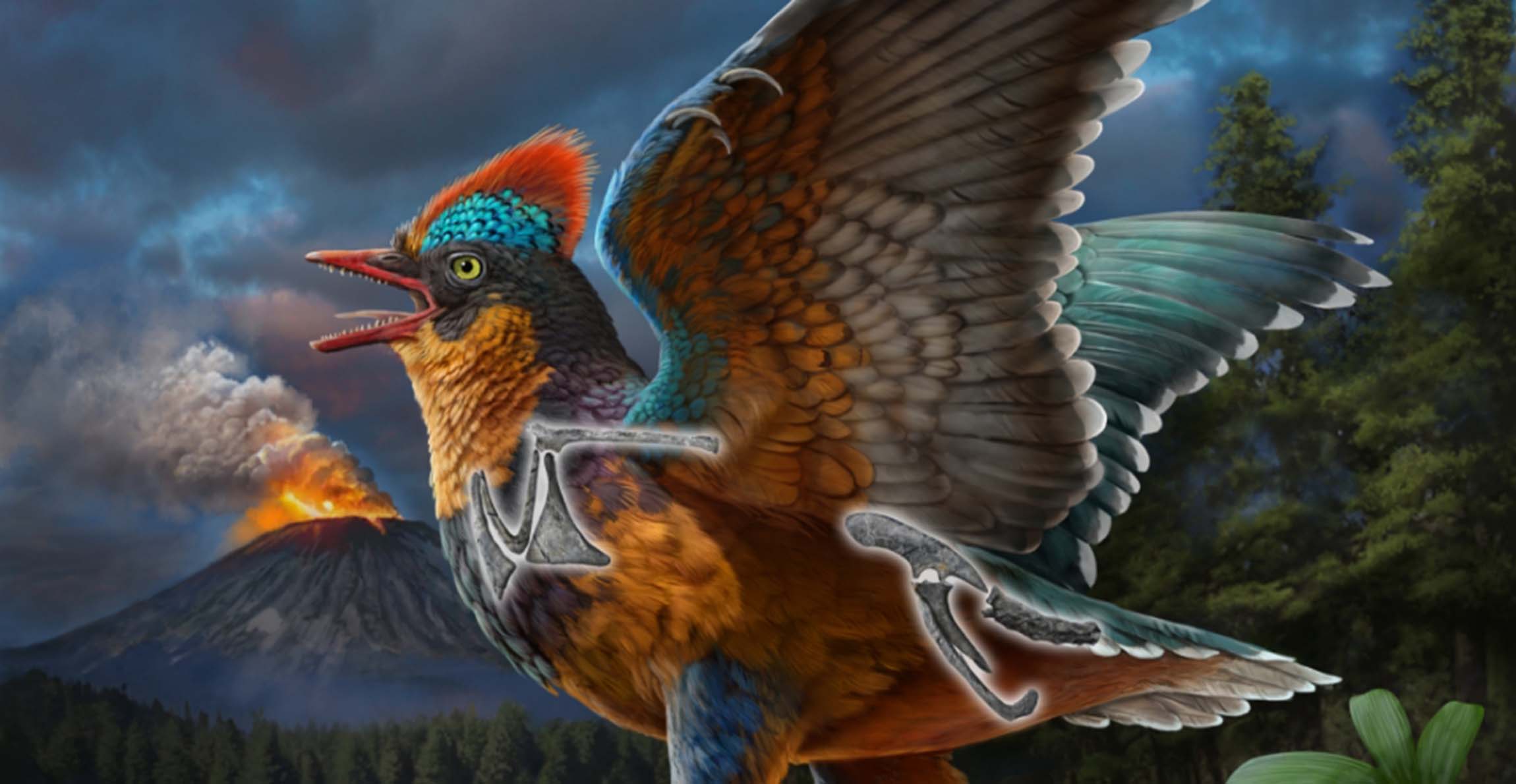 New early bird species revealed by fossils unearthed in China