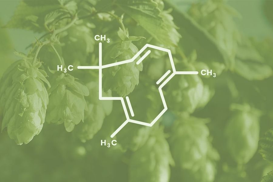 Humulene terpene profile