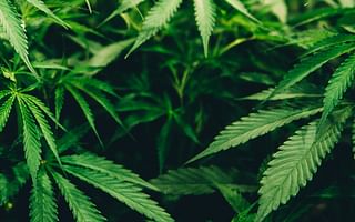 🔍 Take the Identifying Quality Dabs Quiz
